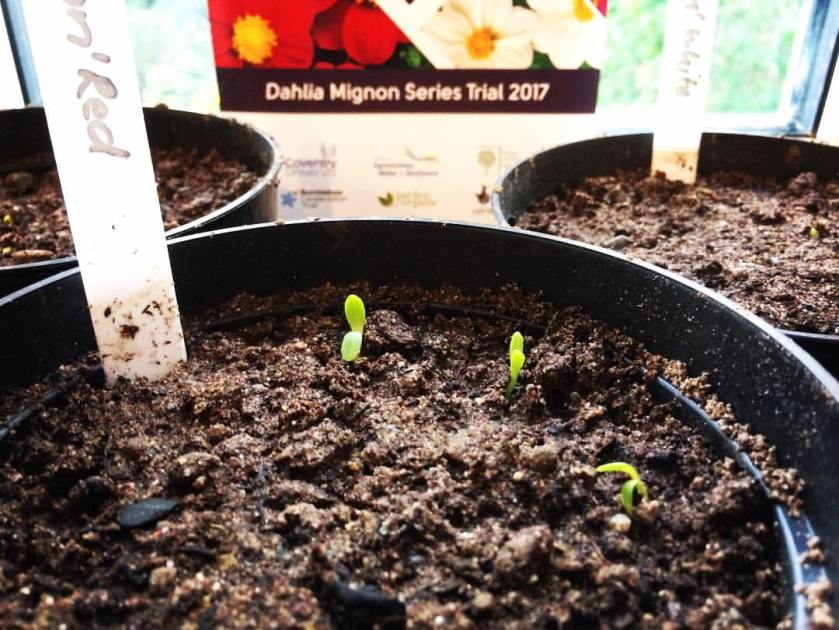 Dahlia Seedlings